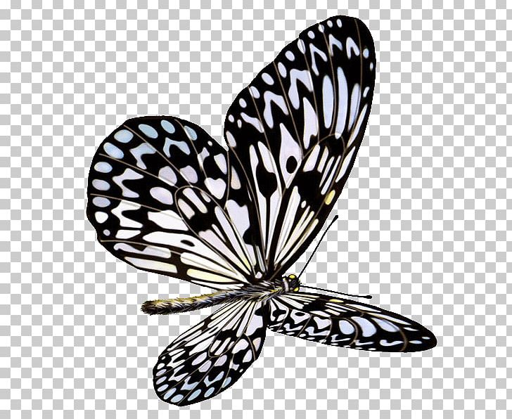 Butterfly Computer Icons PNG, Clipart, Arthropod, Blog, Brush Footed Butterfly, Download, Drawing Free PNG Download