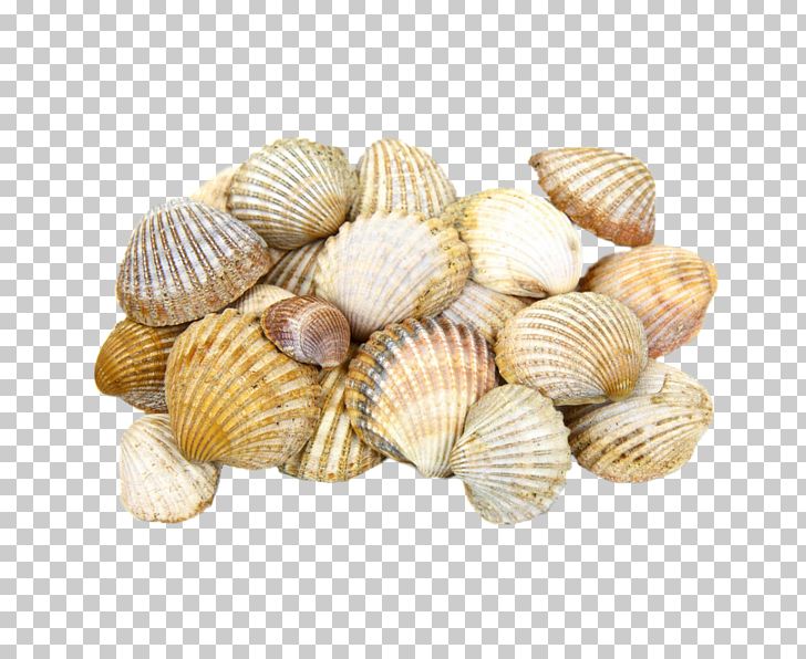 Cockle Seashell Light Clam PNG, Clipart, Animal Source Foods, Beach, Beach Material, Clams Oysters Mussels And Scallops, Conchology Free PNG Download