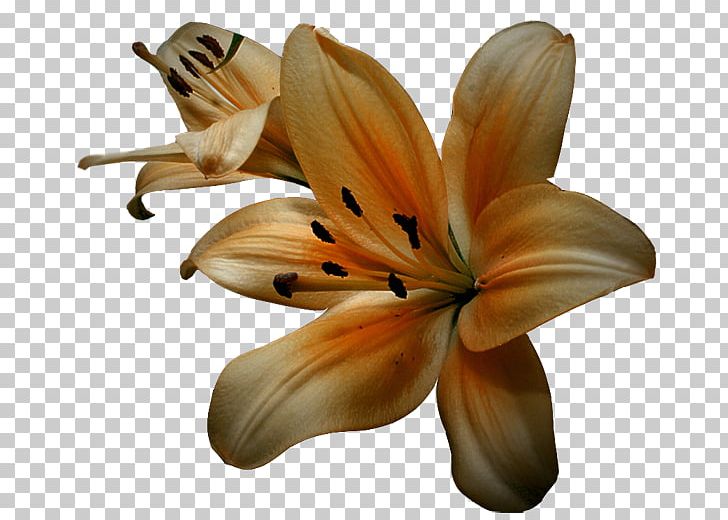 Flower Tulip Material PNG, Clipart, Decoration, Decoration Image, Floral Frame, Flowering Plant, Flower Pattern Free PNG Download