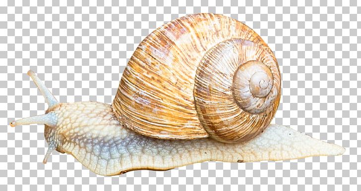 Snail Orthogastropoda Icon PNG, Clipart, Animal, Animals, Cockle, Computer Icons, Conchology Free PNG Download