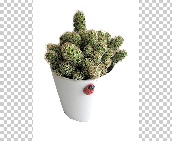Flowerpot Citroën Cactus M Houseplant PNG, Clipart, Cactus, Caryophyllales, Cikolata, Crassula Rupestris, Flowerpot Free PNG Download