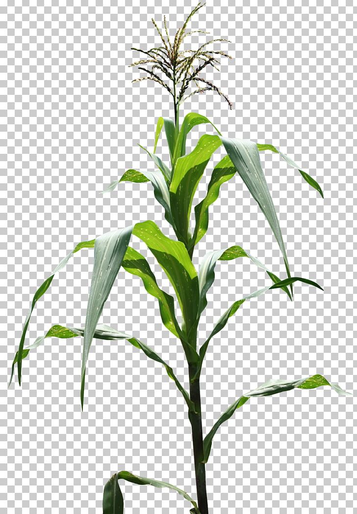 Genetically Modified Maize Plant Field Corn Corn Flakes PNG, Clipart, Commodity, Corn Flakes, Crop, Field Corn, Flower Free PNG Download