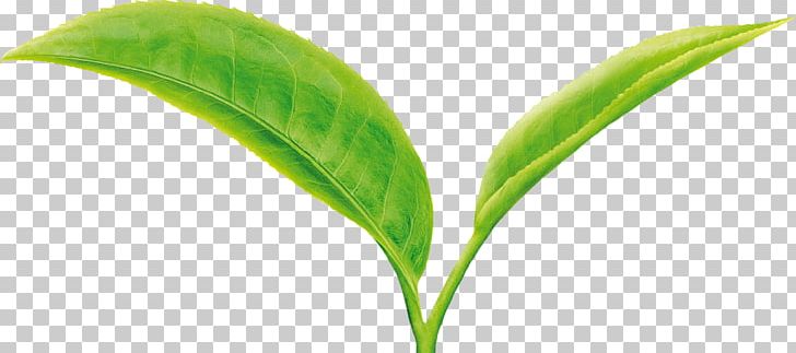 Green Tea Leaf Camellia Sinensis Two Leaves And A Bud PNG, Clipart, Camellia Sinensis, Catechin, Chinese Culture, Commodity, Cup Free PNG Download