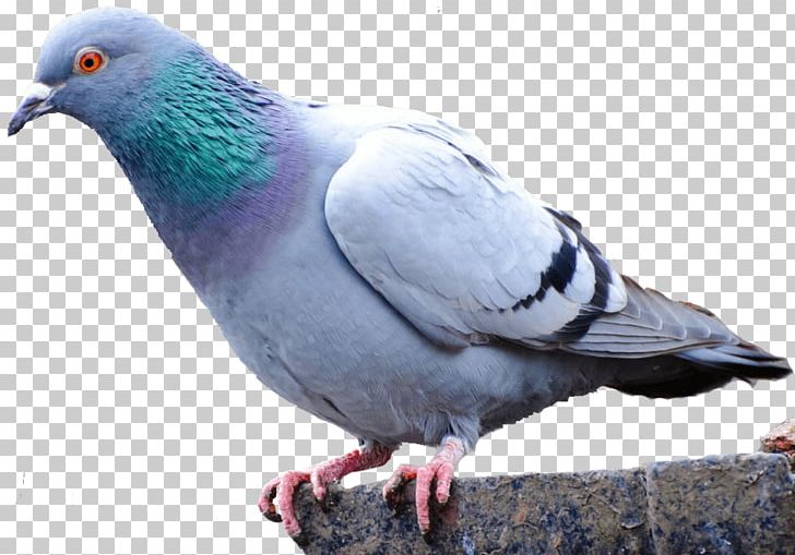 Pigeon PNG, Clipart, Pigeon Free PNG Download