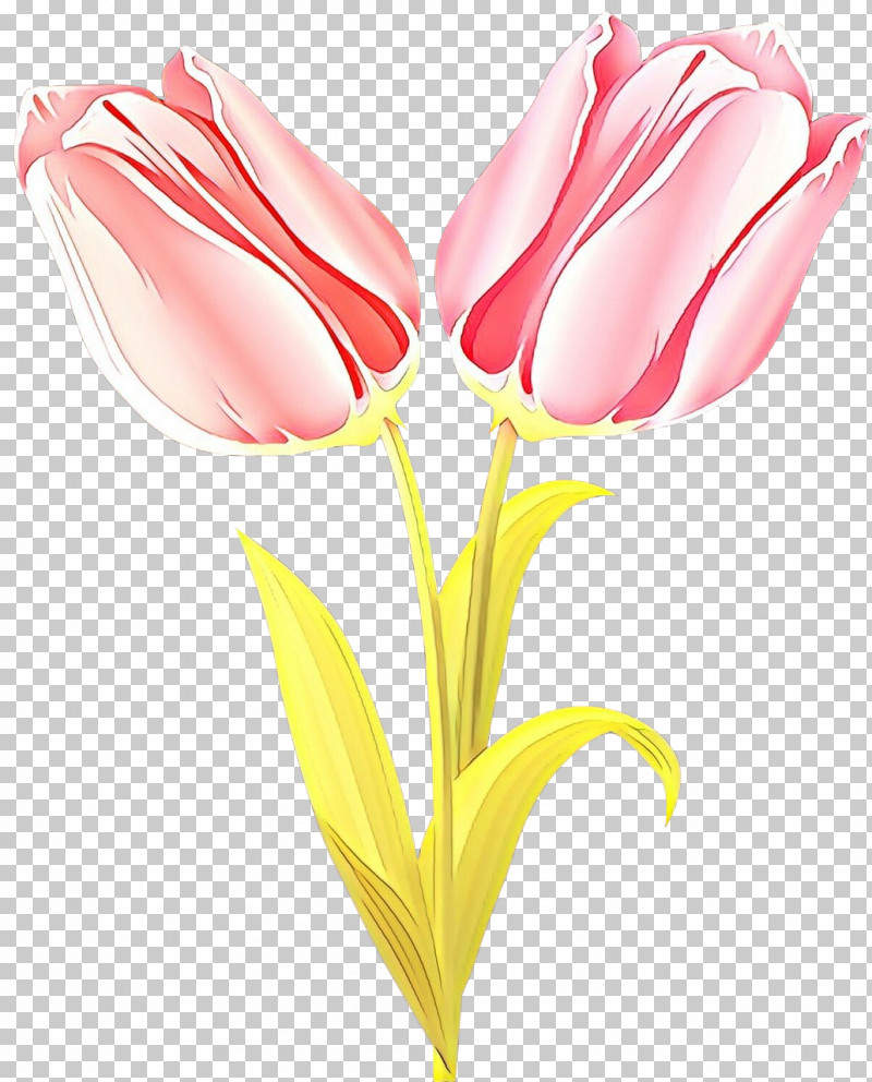 Flower Pink Tulip Petal Cut Flowers PNG, Clipart, Closeup, Cut Flowers, Flower, Petal, Pink Free PNG Download