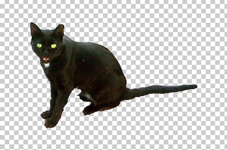 Korat Burmese Cat Havana Brown European Shorthair German Rex PNG, Clipart, American Shorthair, Asia, Asian, Asian People, Black Cat Free PNG Download