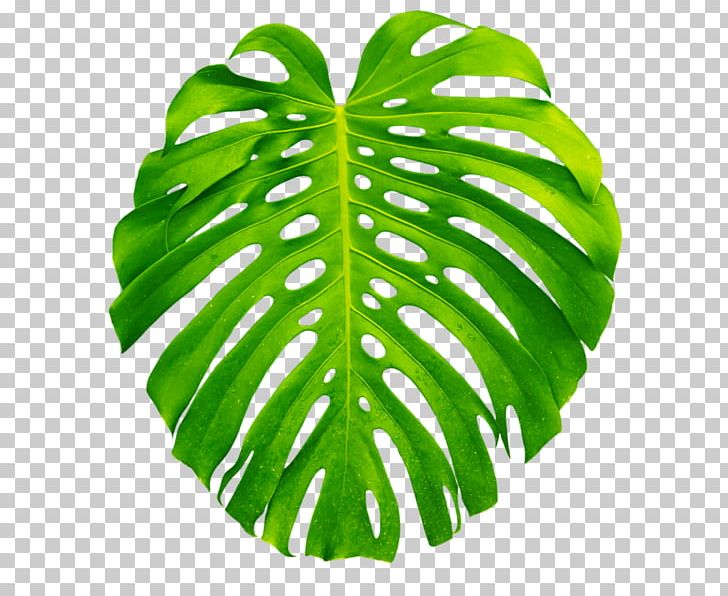 Plant Leaves Leaf Swiss Cheese Plant PNG, Clipart, Arecaceae, Food Drinks, Green, Leaf, Palm Branch Free PNG Download