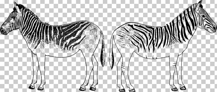 Quagga Zebra PNG, Clipart, Animal, Animal Figure, Animals, Back, Back To Free PNG Download