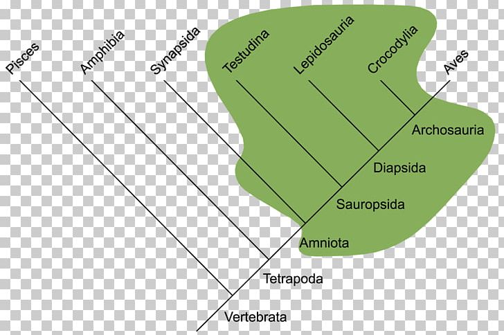 Reptile Vertebrate Sistematika Gmazova Phylogenetic Tree Paraphyly PNG, Clipart, Amniote, Angle, Area, Clade, Cladistics Free PNG Download