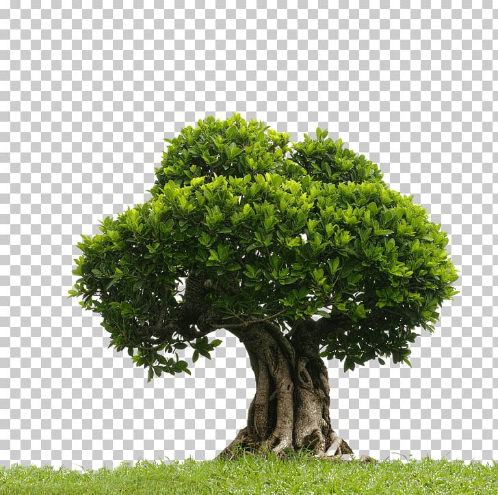 Sammakka Saralamma Jatara Medaram Poster Desktop PNG, Clipart, Art, Bonsai, Branch, Desktop Wallpaper, Download Free PNG Download