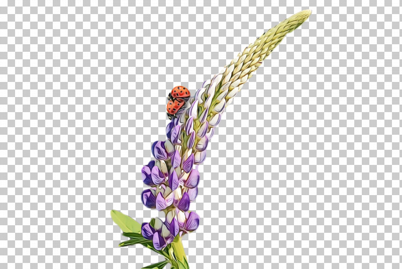 Lavender PNG, Clipart, Broomrape, Flower, Flowers, French Lavender, Lavandula Dentata Free PNG Download