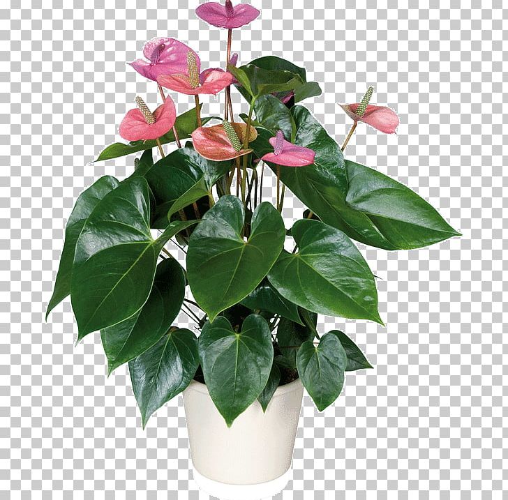 Laceleaf Houseplant Adenium Obesum Cultivo PNG, Clipart, Adenium, Adenium Obesum, Cactaceae, Cultivo, Flower Free PNG Download