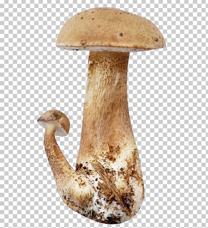 Pleurotus Eryngii Mushroom PNG, Clipart, 2017, Champignon Mushroom, Download, Edible Mushroom, Email Free PNG Download