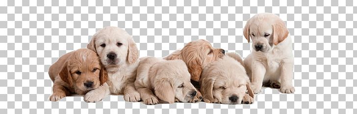 Puppy Basset Hound Golden Retriever Labrador Retriever Pet PNG, Clipart, American Dog Breeders Association, Animals, Carnivoran, Companion Dog, Dog Breed Free PNG Download