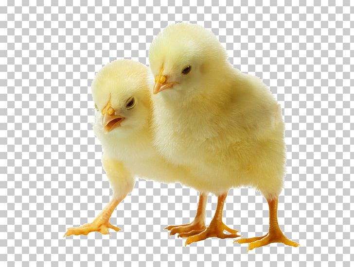 Yellow-hair Chicken Broiler PNG, Clipart, Beak, Bird, Broiler, Buy, Chicken Free PNG Download