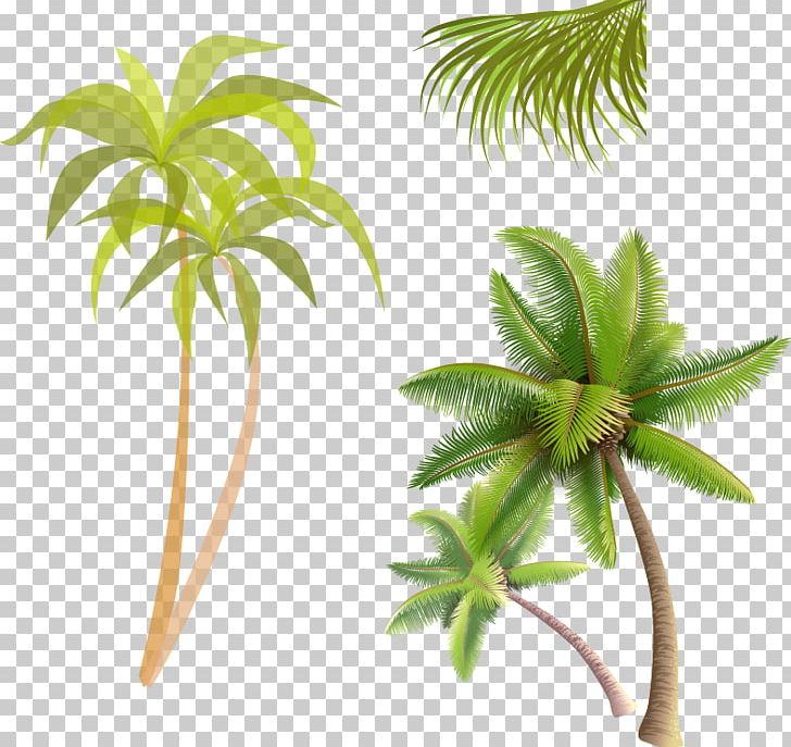 Coconut Water Coconut Jam Arecaceae PNG, Clipart, Arecaceae, Arecales, Autumn Tree, Christmas Tree, Coconut Free PNG Download