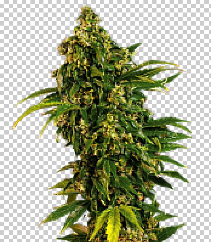 Feminized Cannabis Seed Marijuana Plant PNG, Clipart, Artikel, Cannabis, Cannabis Blueberry, Cannabis Sativa, Conifer Cone Free PNG Download