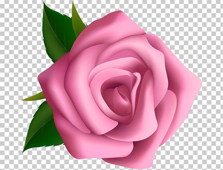 Rose Pink PNG, Clipart, Blog, China Rose, Clip Art, Closeup, Cut Flowers Free PNG Download