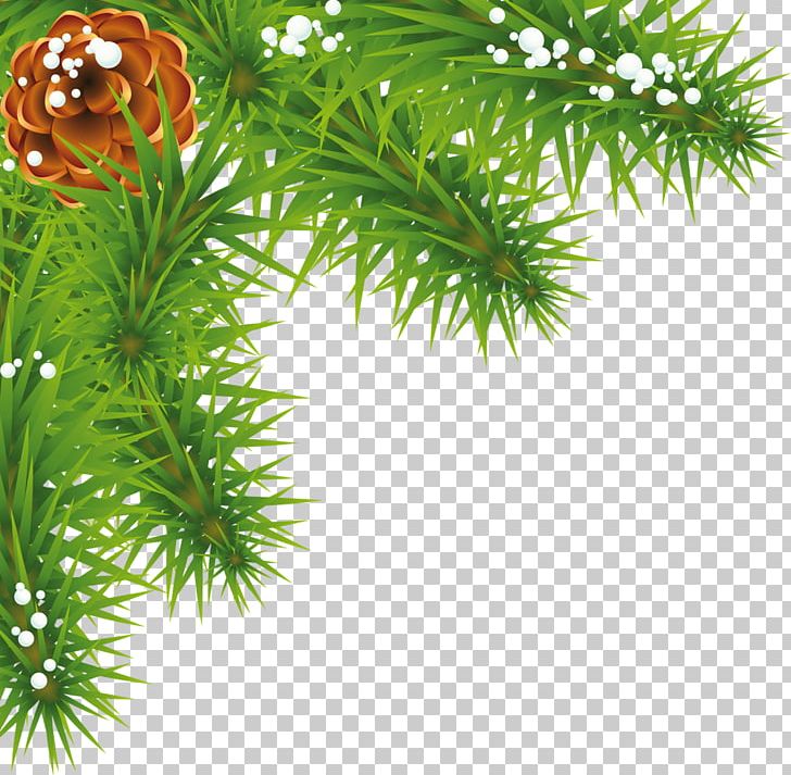 Spruce Pine Fir Evergreen Larch PNG, Clipart, Artichokes, Branch, Christmas, Christmas Ornament, Conifer Free PNG Download