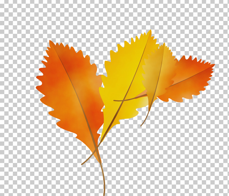 Maple Leaf PNG, Clipart, Autumn Leaf, Biology, Cartoon Leaf, Fall Leaf, Gratis Free PNG Download
