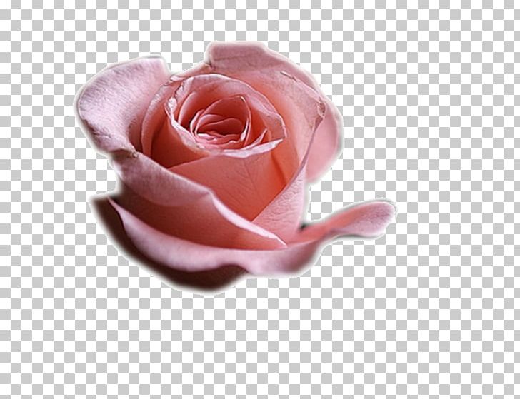 Flower PaintShop Pro Garden Roses PNG, Clipart, Blog, Centifolia Roses, Cut Copy And Paste, Cut Flowers, Flower Free PNG Download