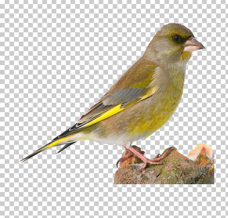 House Sparrow Bird European Greenfinch Finches Brambling PNG, Clipart, Animals, Beak, Bird, Brambling, Bunting Free PNG Download