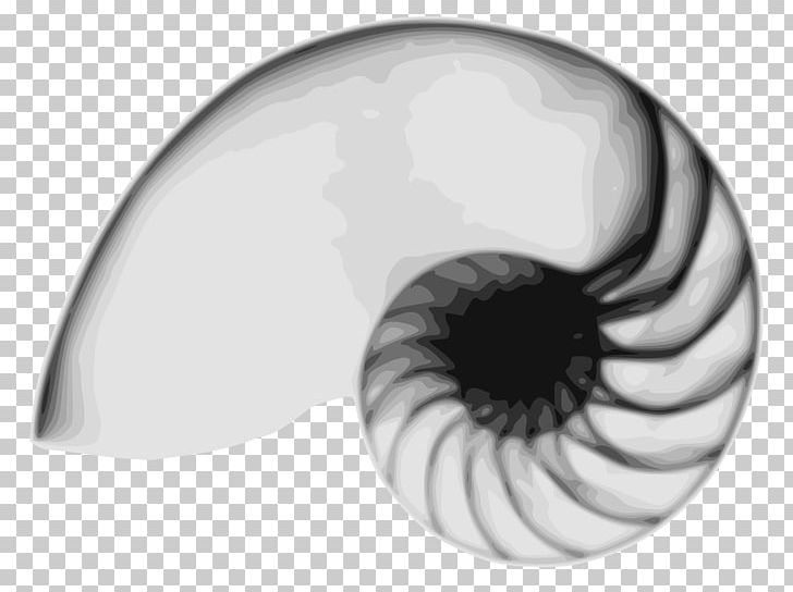 Nautilidae Seashell Public Domain PNG, Clipart, Animals, Black And White, Chambered Nautilus, Circle, Closeup Free PNG Download