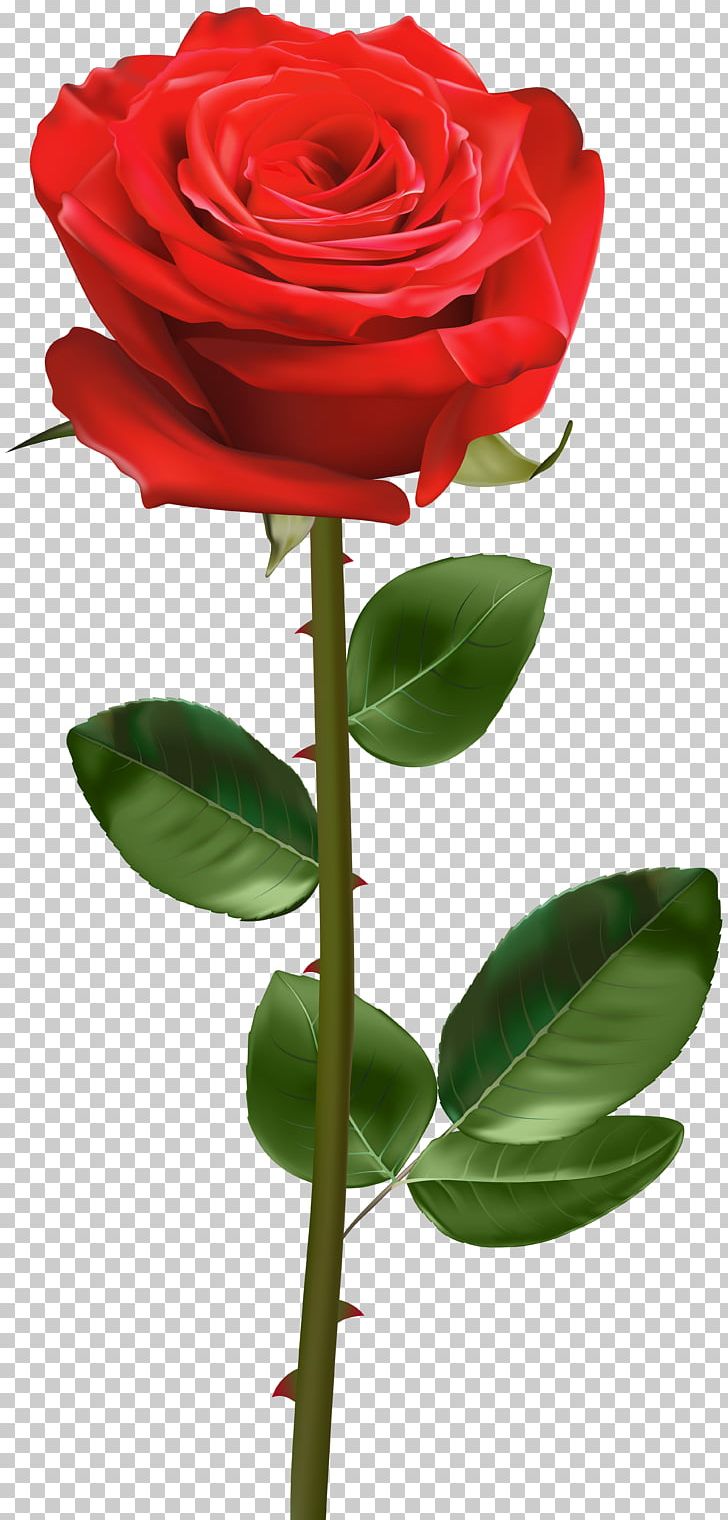 Rose Plant Stem PNG, Clipart, Blue Rose, Bud, Cut Flowers, Drawing, Floral Design Free PNG Download