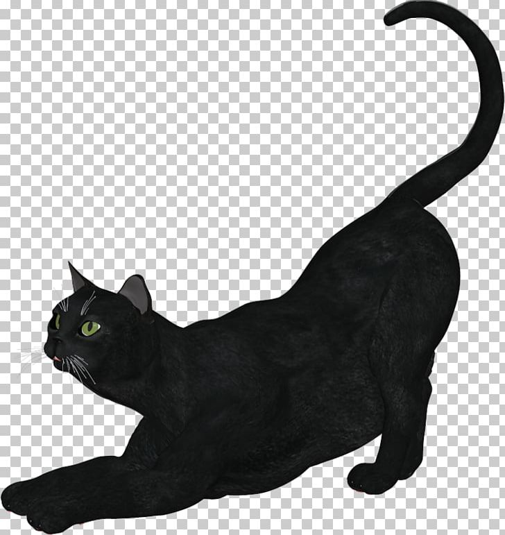 Black Cat Bombay Cat Burmese Cat Korat Domestic Short-haired Cat PNG, Clipart, Animal, Asia, Asian, Asian People, Black Free PNG Download