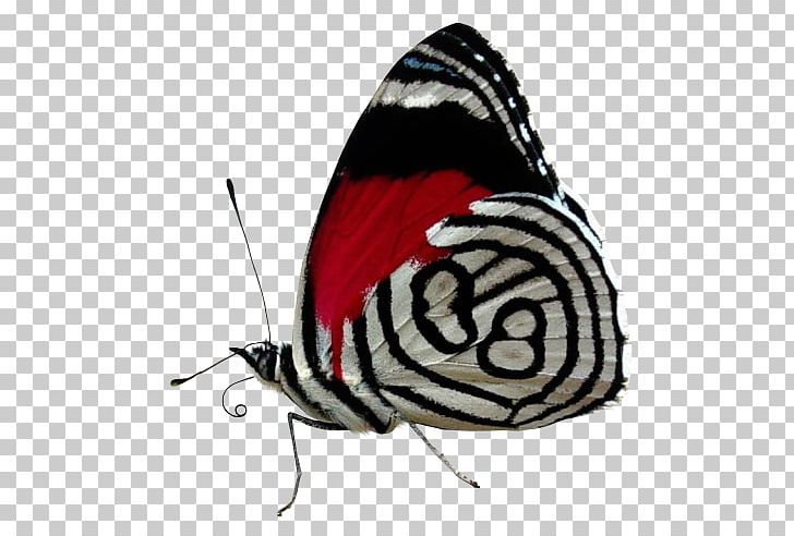 Desktop Color Butterfly Black And White PNG, Clipart, Arthropod, Black, Black And White, Blue, Brush Footed Butterfly Free PNG Download
