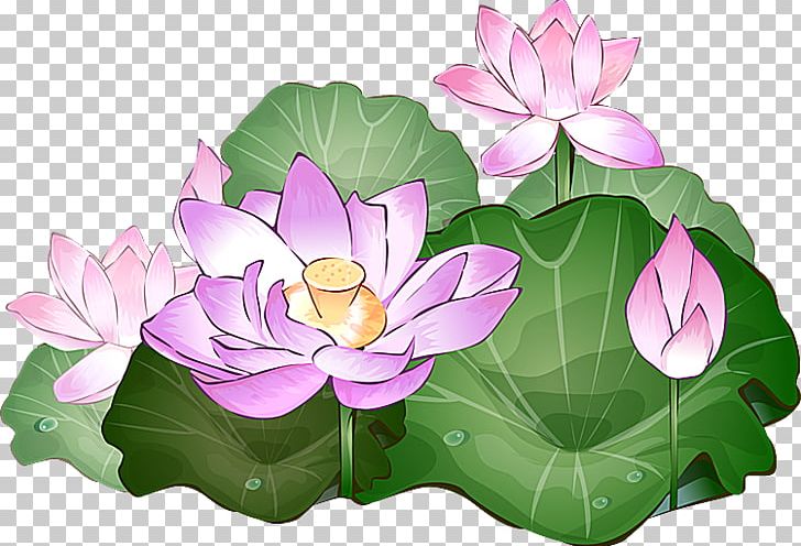 Nelumbo Nucifera Drawing Egyptian Lotus PNG, Clipart, Aquatic Plant, Aquatic Plants, Drawing, Egyptian Lotus, Flora Free PNG Download