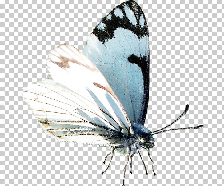 Butterfly Moth Google S Oyster PNG, Clipart, Advertising, Arthropod, August 8, Brush Footed Butterfly, Butterflies And Moths Free PNG Download