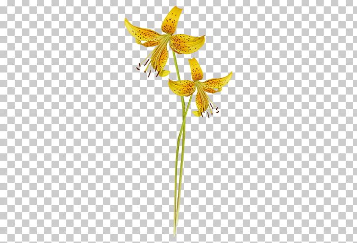 Flowering Plant Plant Stem PNG, Clipart, Flora, Flower, Flower Collage, Flowering Plant, Others Free PNG Download