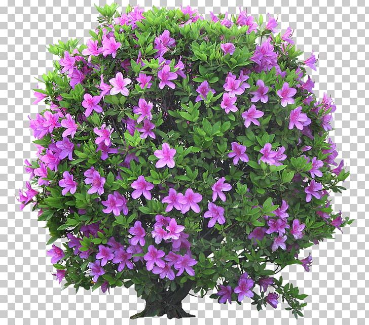 Shrub Tree Flowering Plant PNG, Clipart, Agaclar, Annual Plant, Desktop Wallpaper, Field Guide, Flower Free PNG Download