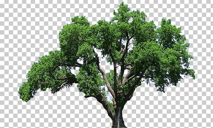 Tree Desktop PNG, Clipart, Branch, Computer Icons, Desktop Wallpaper, Download, Evergreen Free PNG Download