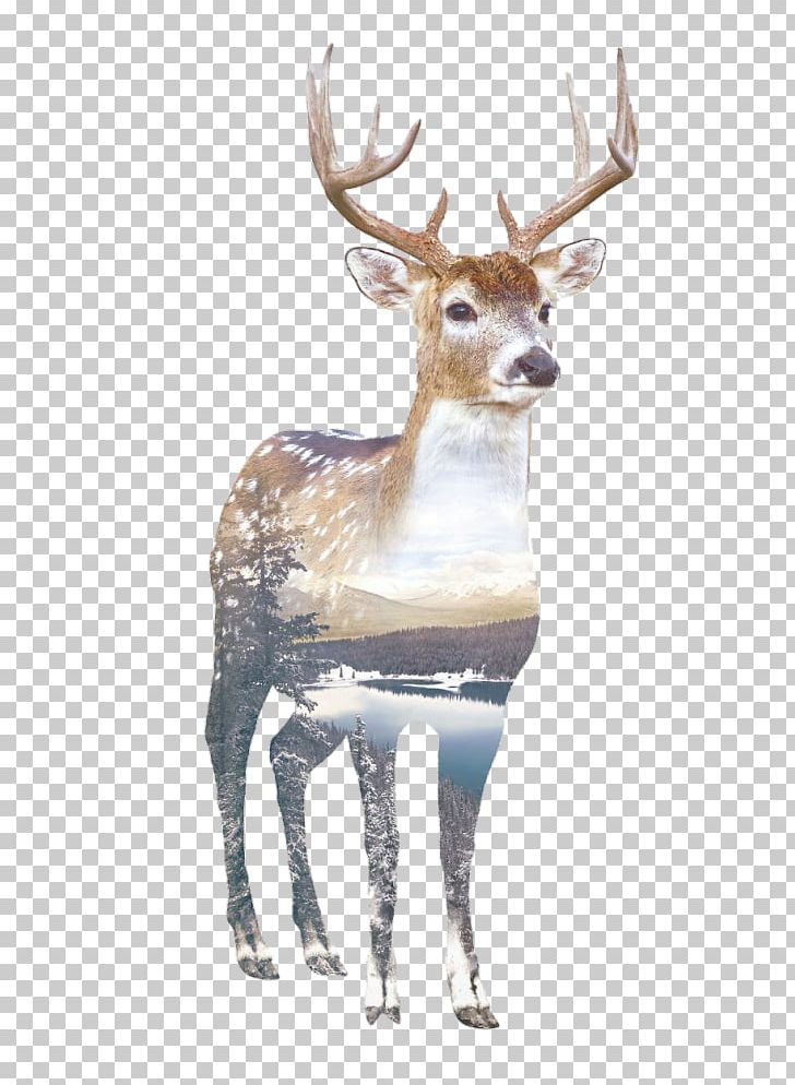 Deer Printing Printmaking Photography Drawing PNG, Clipart, Animals, Antler, Art, Artist, Canvas Print Free PNG Download