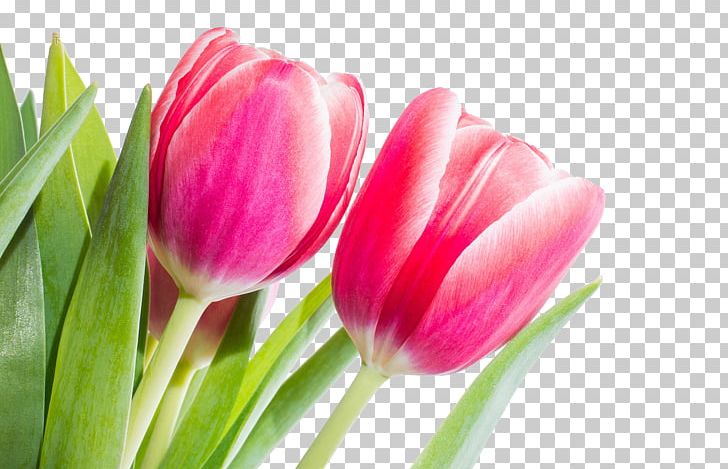 Flower Tulip Red Stock.xchng Spring PNG, Clipart, Blossom, Bud, Closeup, Color, Cut Flowers Free PNG Download