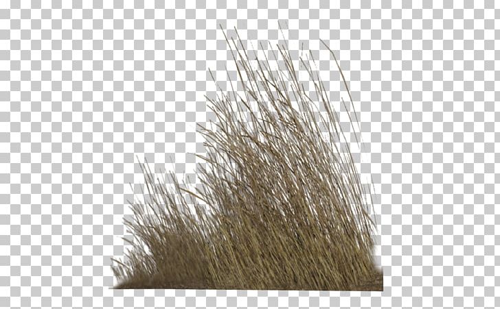 Grasses Plant Desktop Lawn PNG, Clipart, Desert, Desktop Wallpaper, Food Drinks, Grass, Grasses Free PNG Download