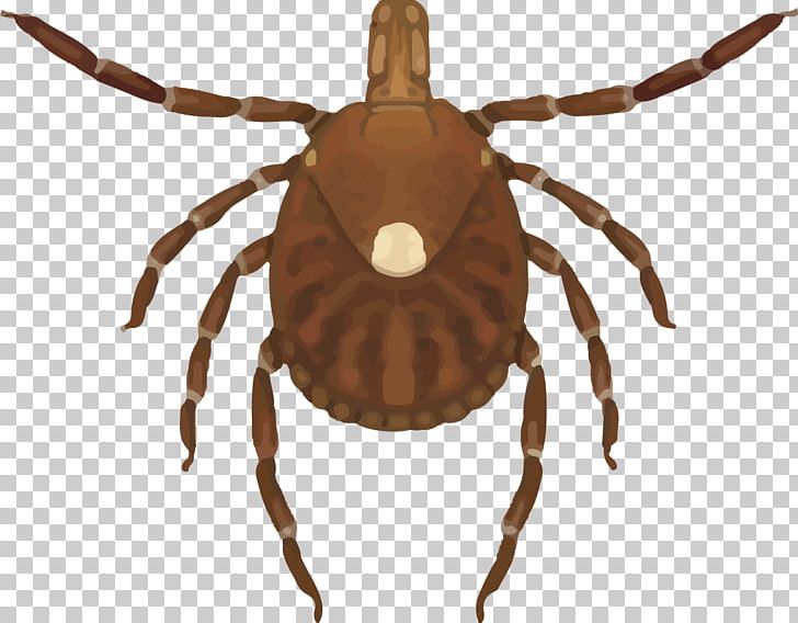 Lone Star Tick Tick-borne Disease Deer Tick Ehrlichiosis PNG, Clipart, Allergy, American Dog Tick, Arachnid, Araneus, Arthropod Free PNG Download