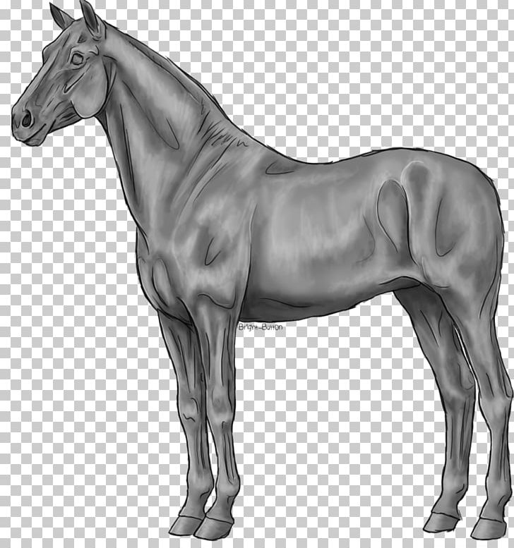 American Quarter Horse Stallion Standing Horse Dülmen Pony Grayscale PNG, Clipart, American Quarter Horse, Animaatio, Grayscale, Horse, Horse Harness Free PNG Download