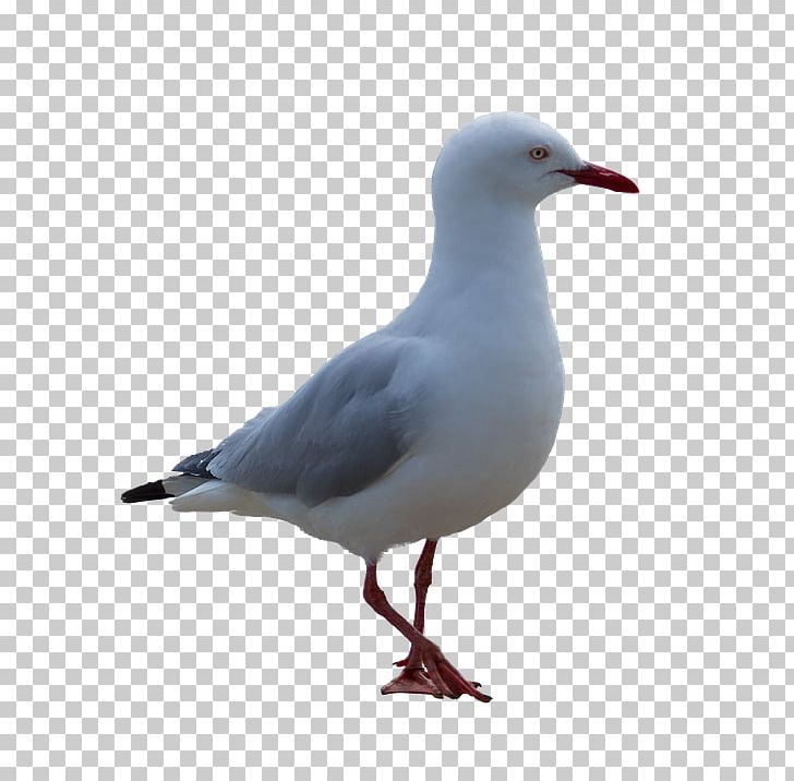 Gull PNG, Clipart, Gull Free PNG Download