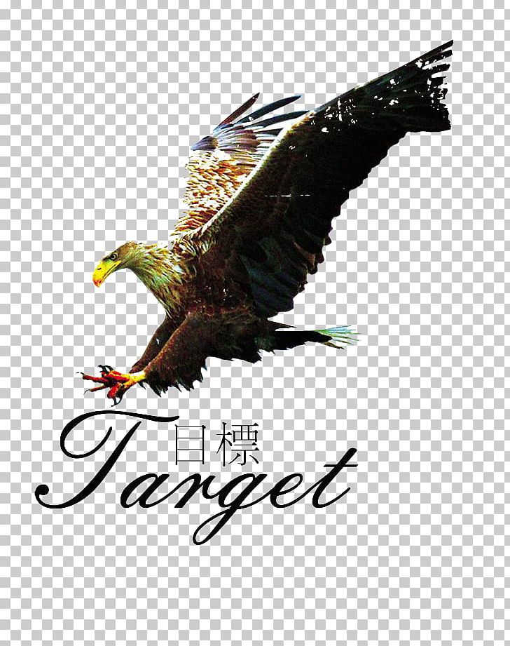 Icon PNG, Clipart, Advertisement, Advertising, Advertising Design, Aims, Bald Eagle Free PNG Download