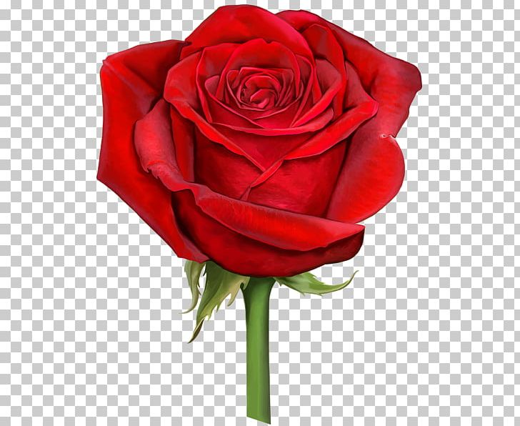 Rose Flower Desktop PNG, Clipart, Artificial Flower, Blog, Cut Flowers, Desktop Wallpaper, Download Free PNG Download