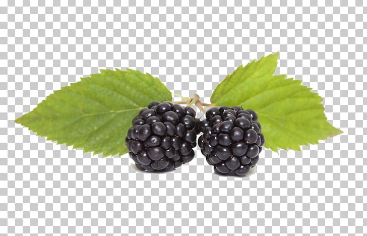 Boysenberry Stock Photography Depositphotos Illustration PNG, Clipart, Black, Blackberry, Blueberry, Dewberry, Food Free PNG Download
