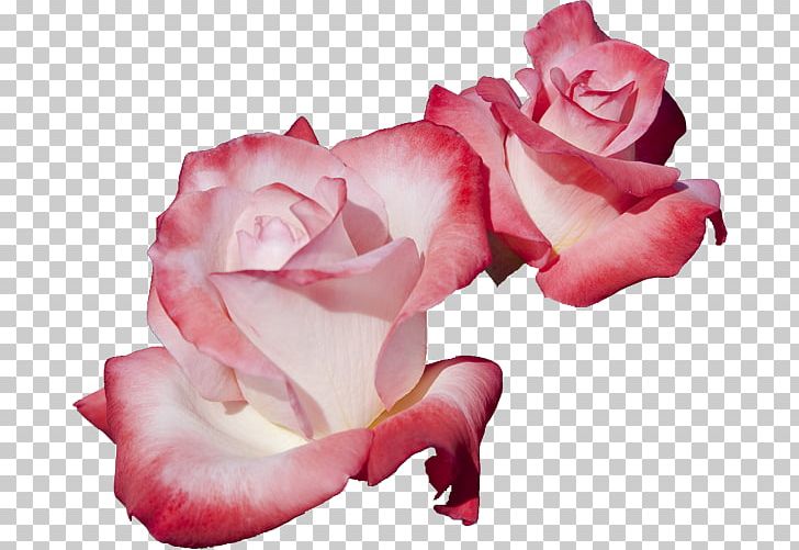 Garden Roses Cut Flowers Cabbage Rose PNG, Clipart, Cabbage Rose, Closeup, Cut Flowers, Floribunda, Flower Free PNG Download