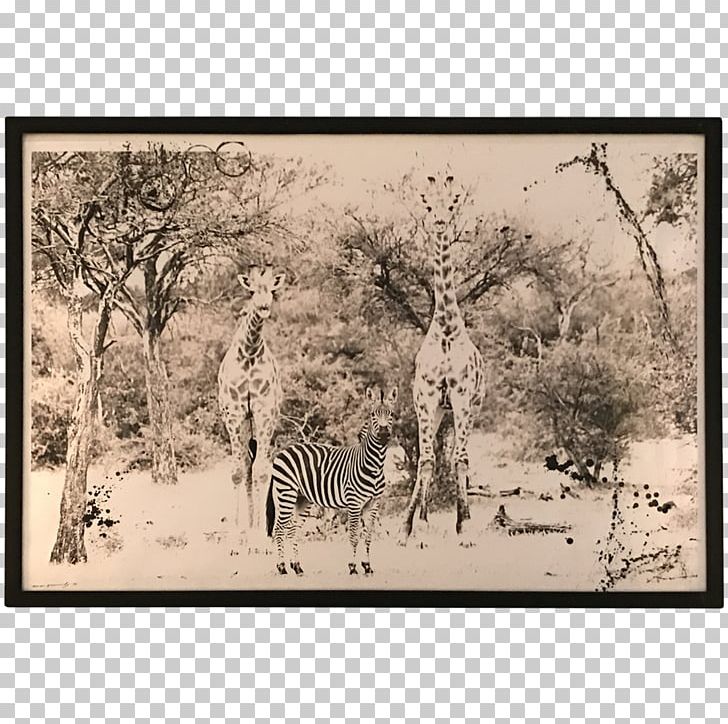 Giraffe Ecosystem Fauna Savanna Frames PNG, Clipart, African Landscape, Black And White, Branch, Ecosystem, Fauna Free PNG Download