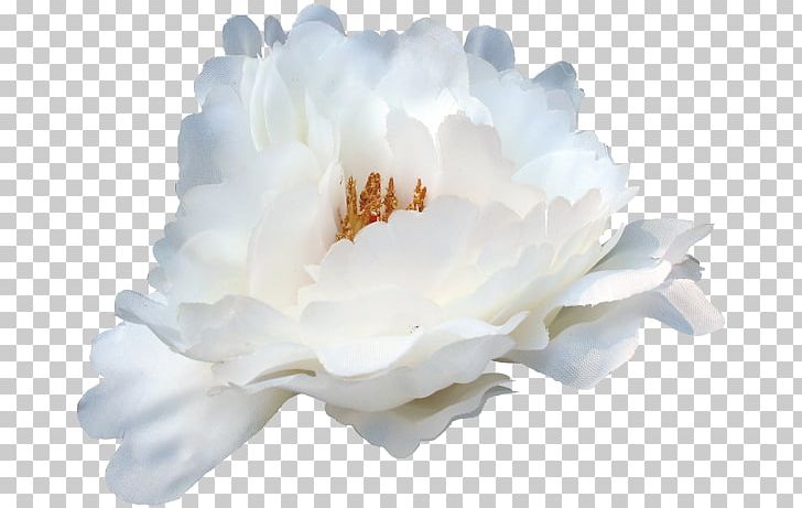 Peony Rose Family Sky Plc PNG, Clipart, Berry, Family, Flower, Flowering Plant, Nature Free PNG Download