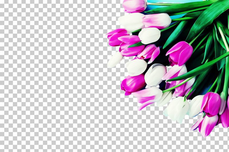 Pink Flower Plant Tulip Spring PNG, Clipart, Cut Flowers, Flower, Magenta, Petal, Pink Free PNG Download