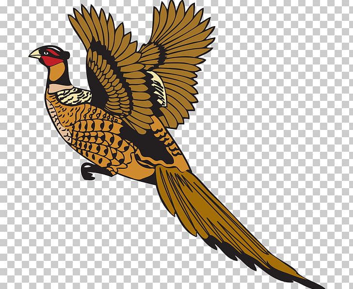 Bird Feather Pheasant Drawing PNG, Clipart, Animals, Beak, Bird, Bird Fly, Bird Of Prey Free PNG Download