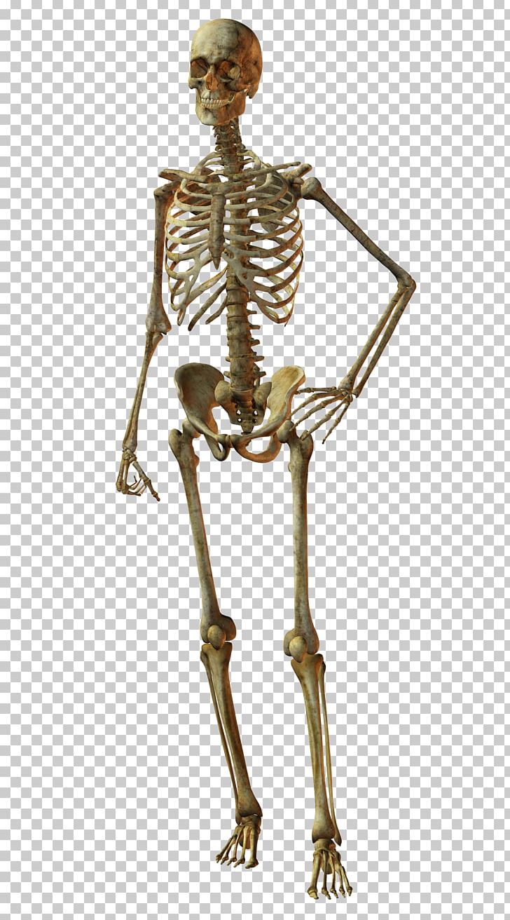 Bone Human Skeleton Skull Human Body PNG, Clipart, Bone, Fantasy, Human, Human Anatomy, Human Body Free PNG Download